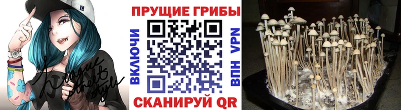 Галлюциногенные грибы Psilocybe  Трубчевск 